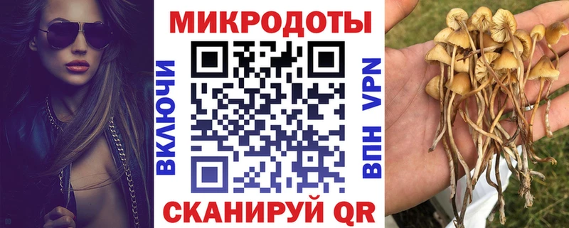 Галлюциногенные грибы Psilocybe Гусев